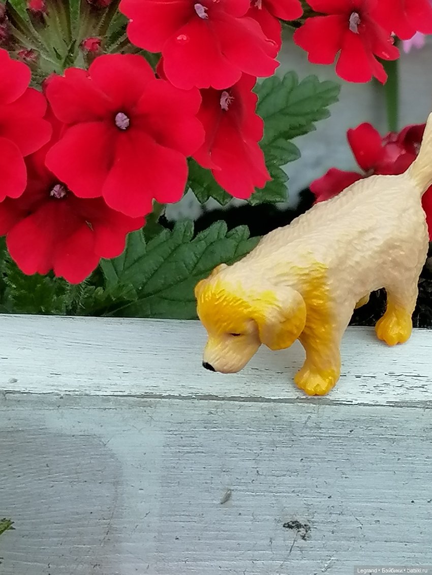 Лурения - Петербург: Милош и Абрикос на прогулке (фото 4)