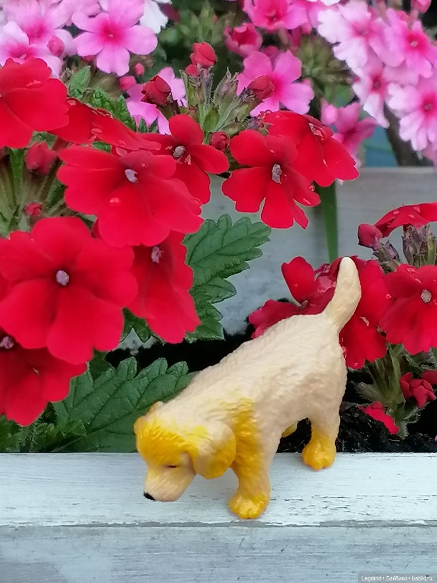 Лурения - Петербург: Милош и Абрикос на прогулке (фото 5)