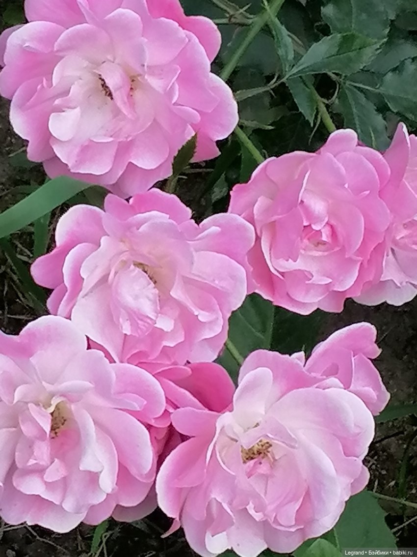 Санкт-Петербург: цветы в Таврическом саду