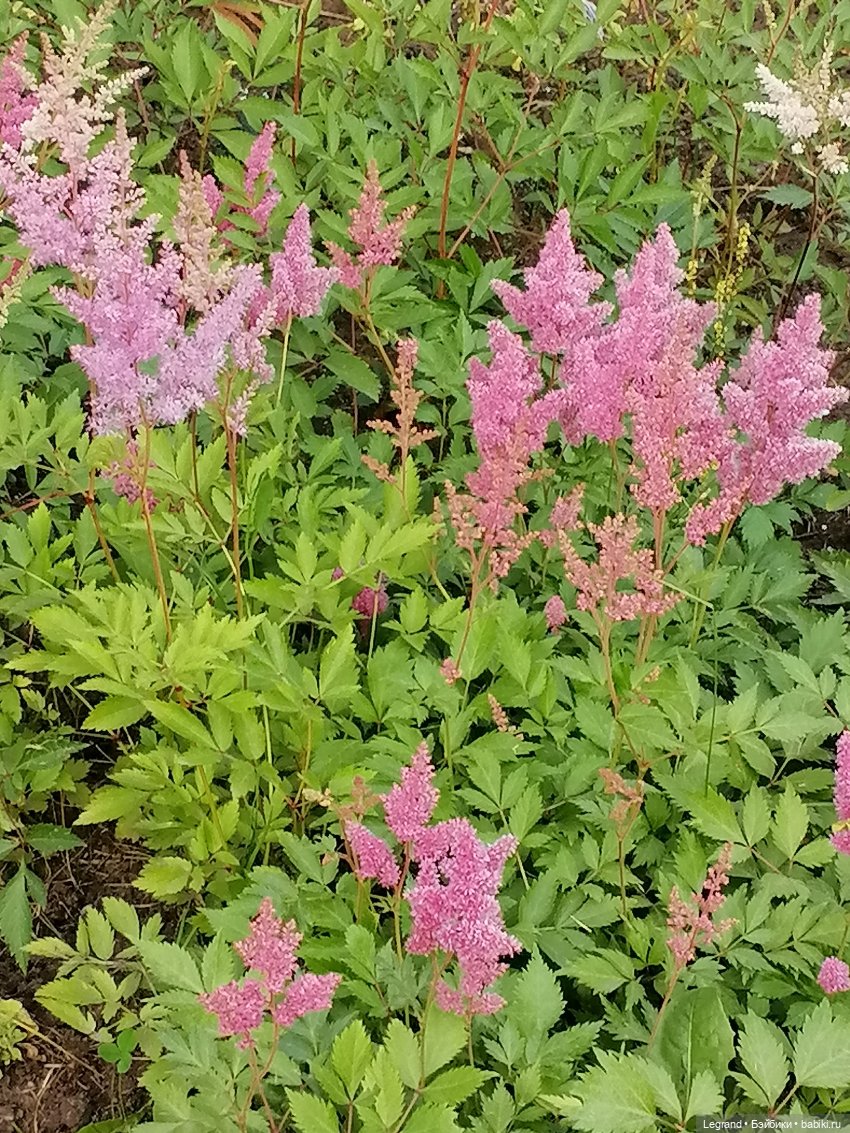Санкт-Петербург: цветы в Таврическом саду (фото 6)