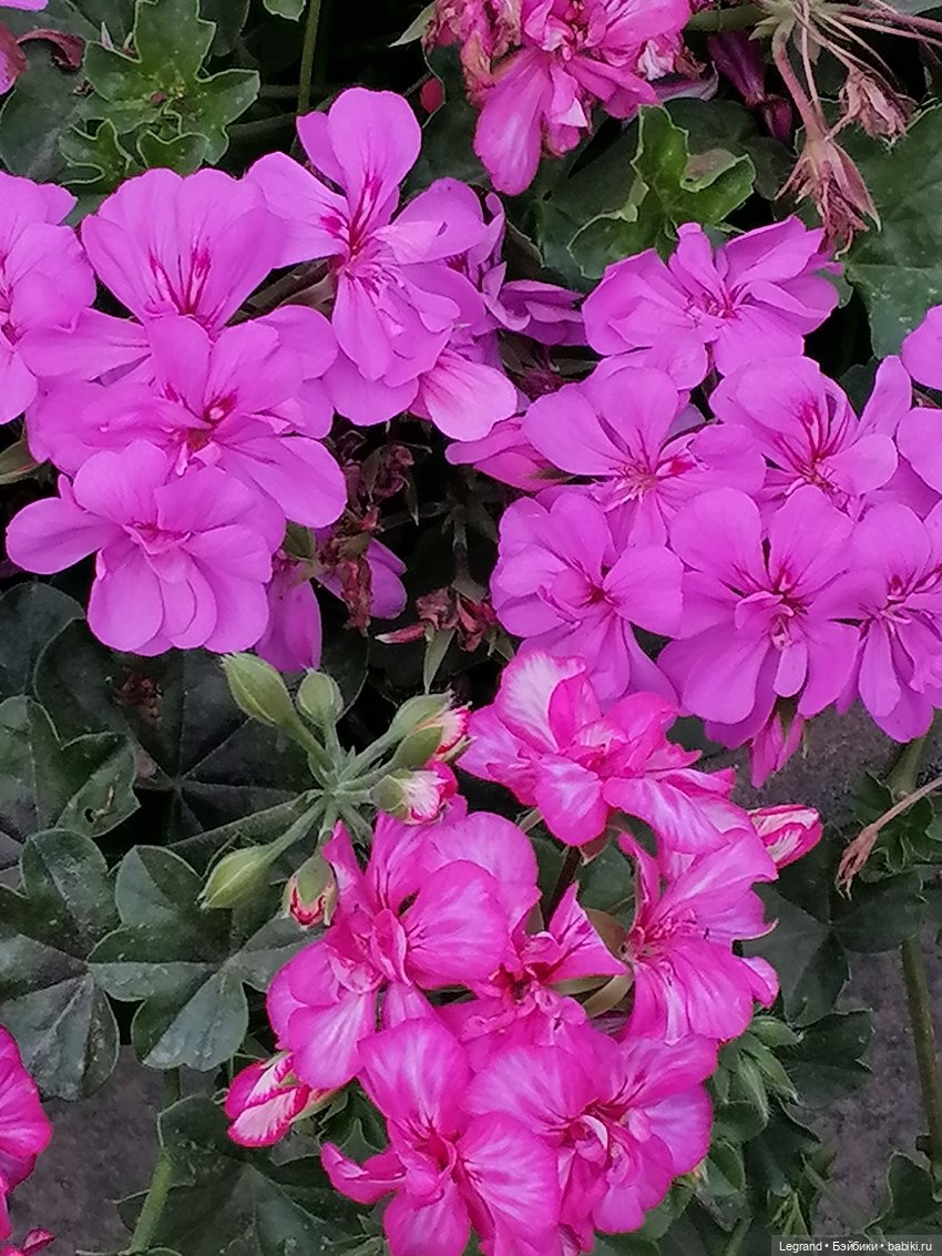 Санкт-Петербург: цветы в Таврическом саду (фото 2)