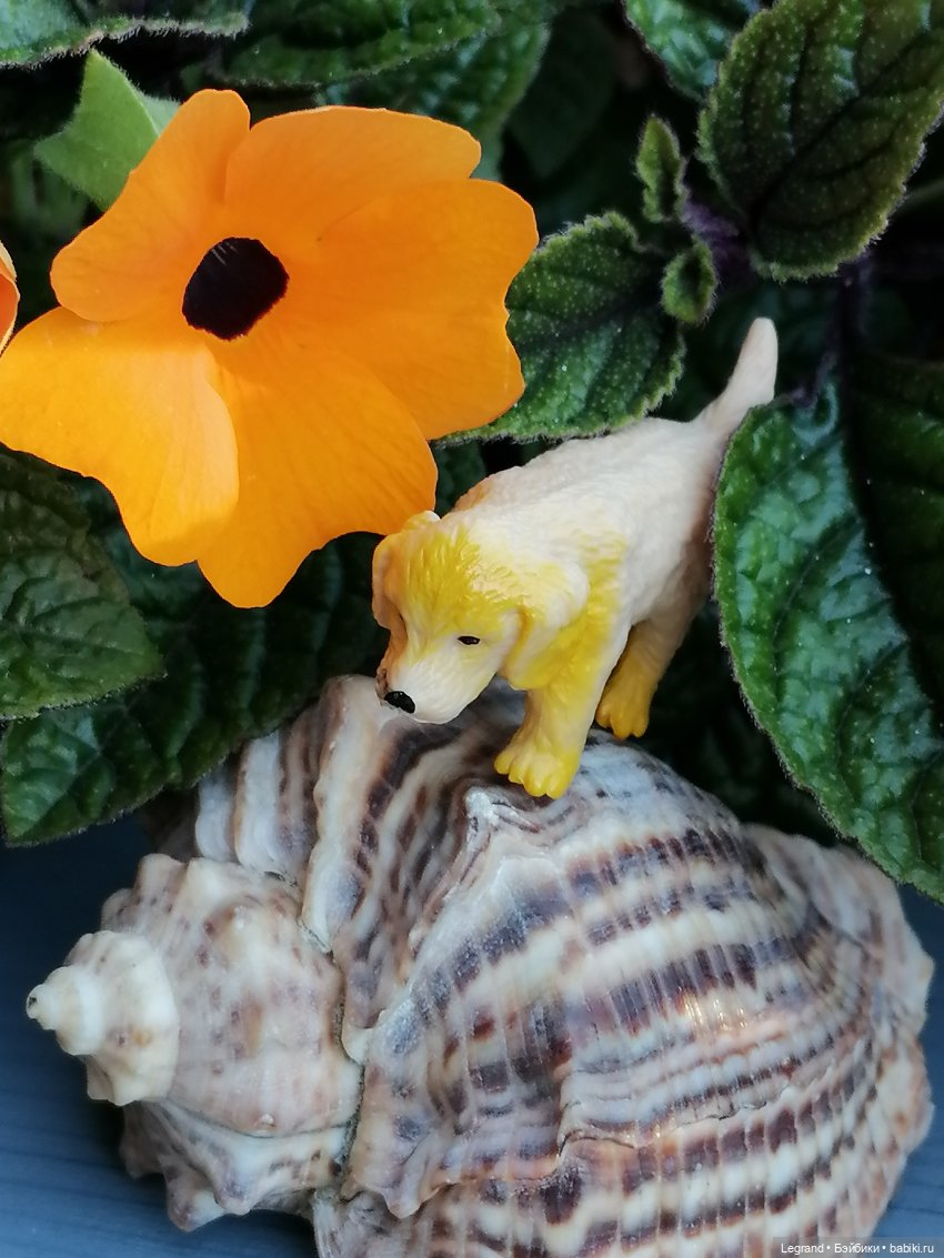 Лурения - Петербург: Милош и Абрикос на прогулке