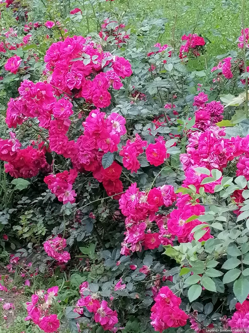 Санкт-Петербург: цветы в Таврическом саду