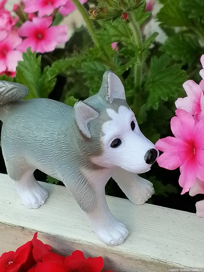 Лурения - Петербург: Милош и Абрикос на прогулке (фото 8)