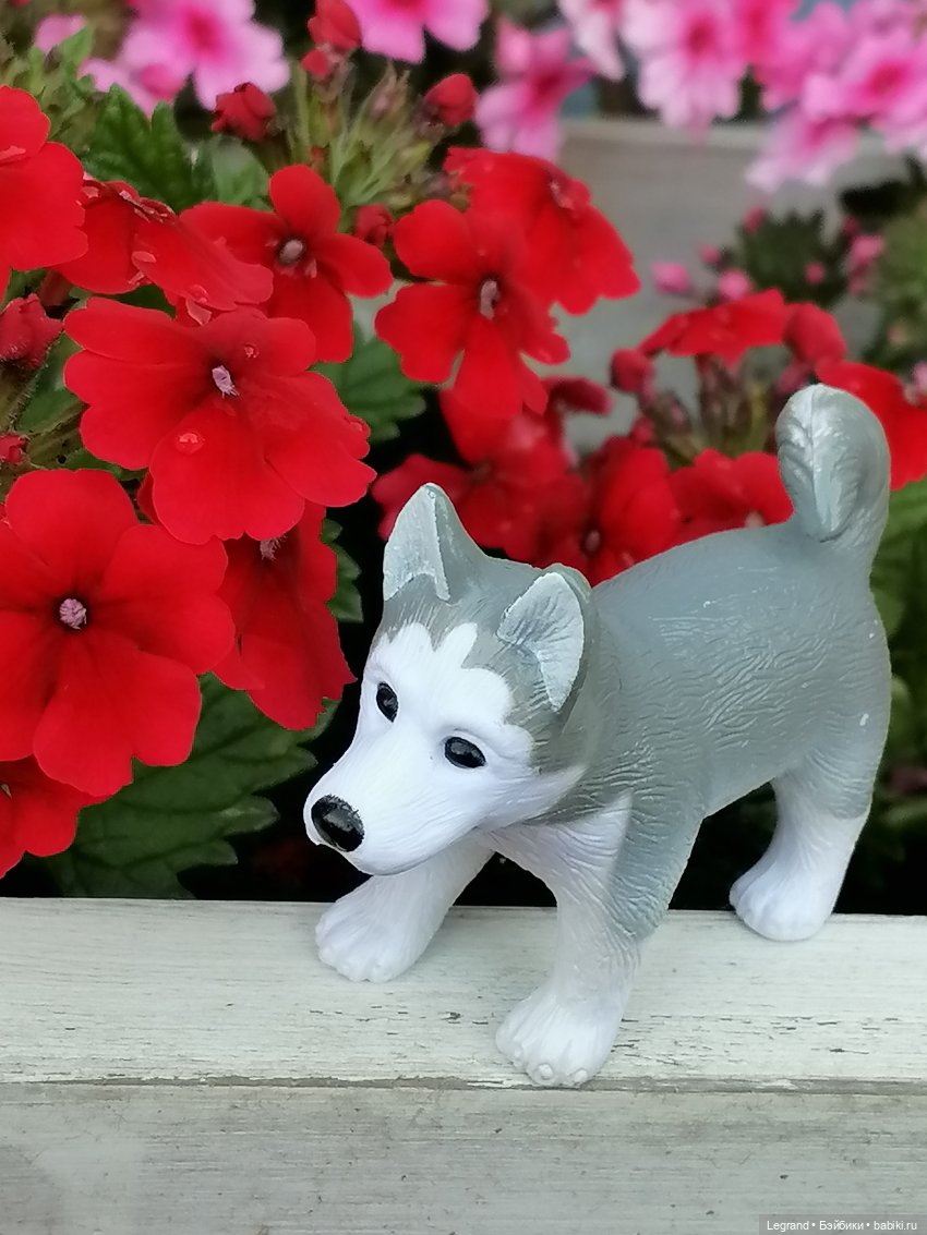 Лурения - Петербург: Милош и Абрикос на прогулке