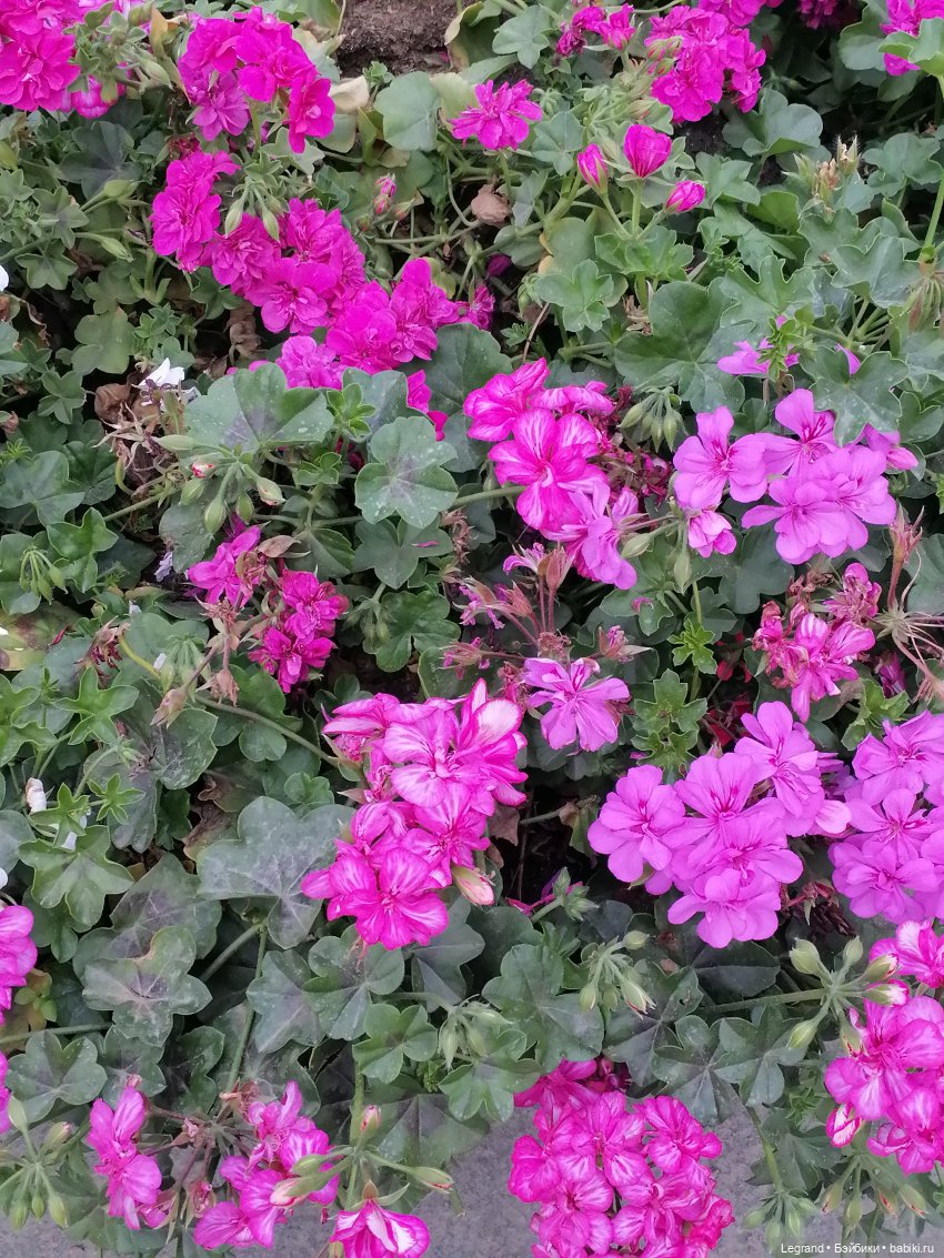 Санкт-Петербург: цветы в Таврическом саду