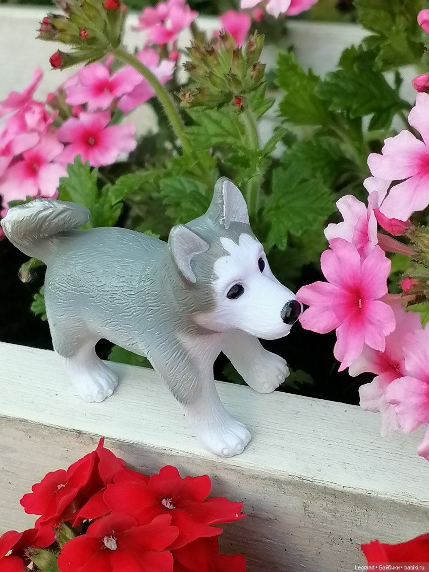 Лурения - Петербург: Милош и Абрикос на прогулке (фото 3)