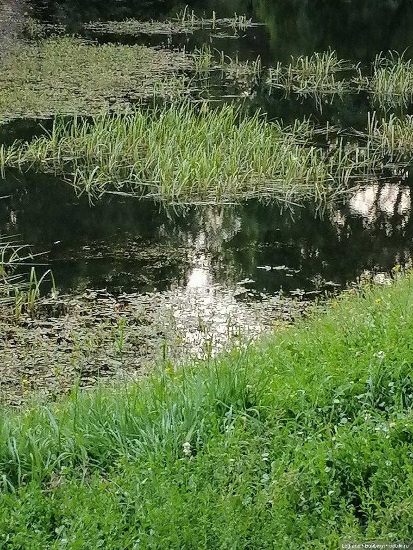 Санкт-Петербург: цветы в Таврическом саду