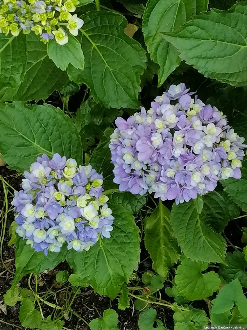 Лурения - Петербург: Милош и Абрикос на прогулке