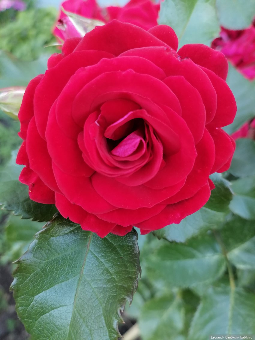 Лурения - Петербург: Милош и Абрикос на прогулке