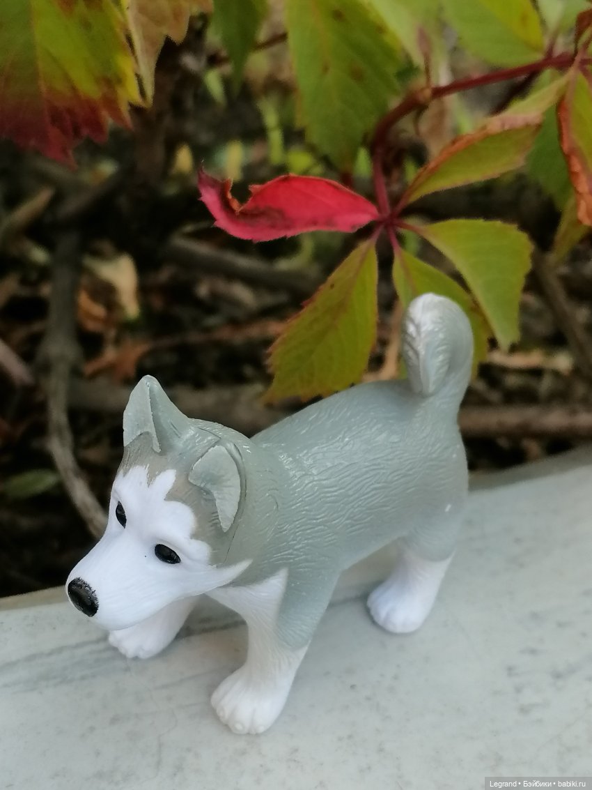 Лурения - Петербург: Милош и Абрикос на прогулке