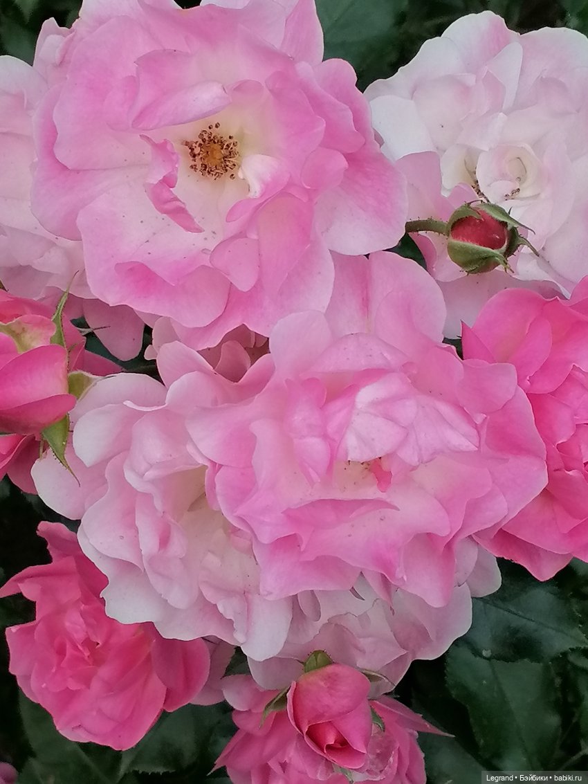 Санкт-Петербург: цветы в Таврическом саду