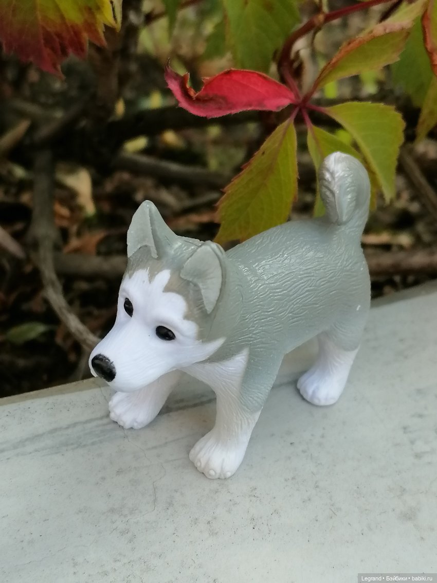 Лурения - Петербург: Милош и Абрикос на прогулке