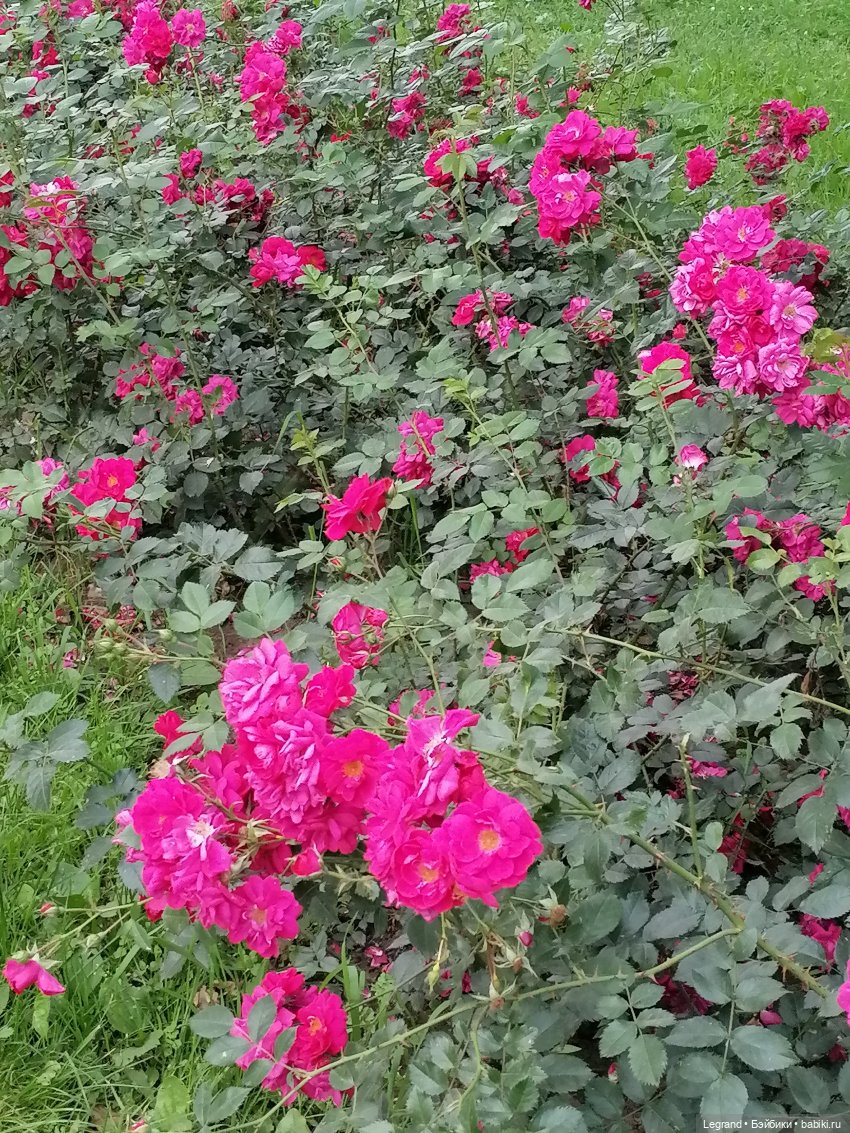 Санкт-Петербург: цветы в Таврическом саду