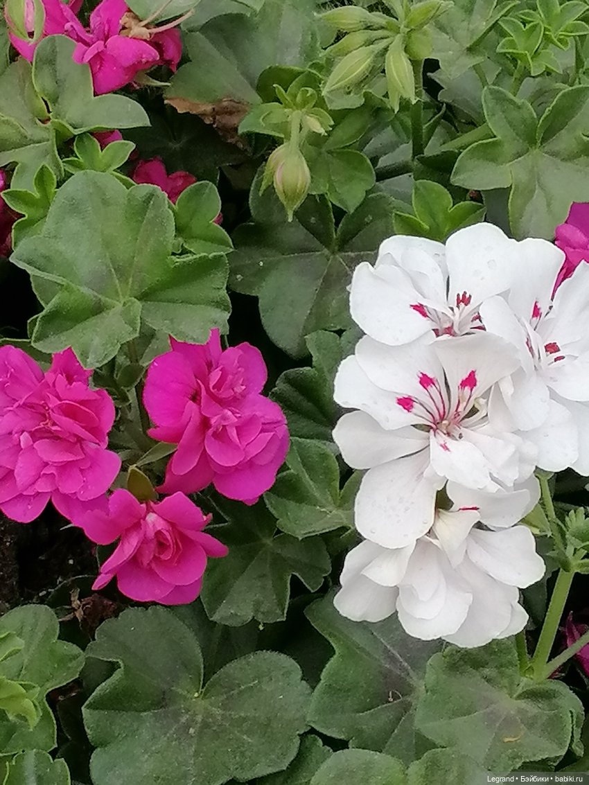 Санкт-Петербург: цветы в Таврическом саду (фото 4)