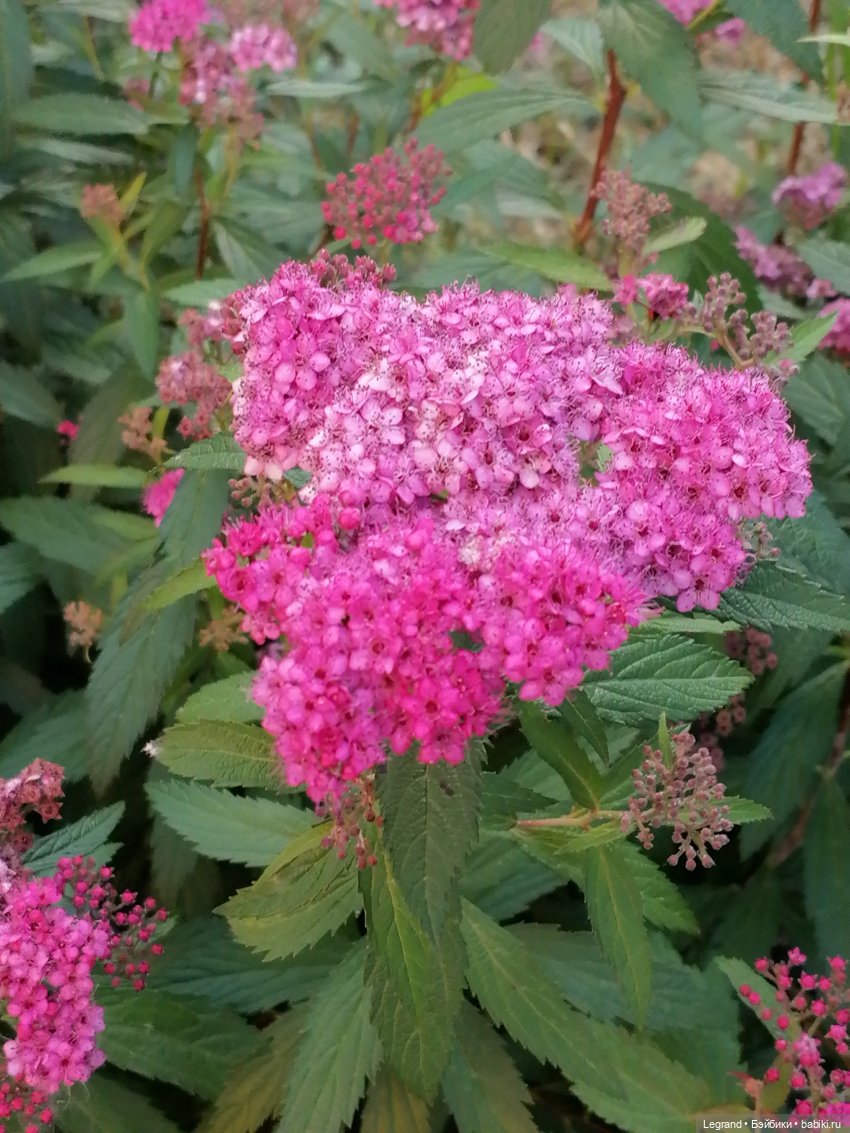 Лурения - Петербург: Милош и Абрикос на прогулке