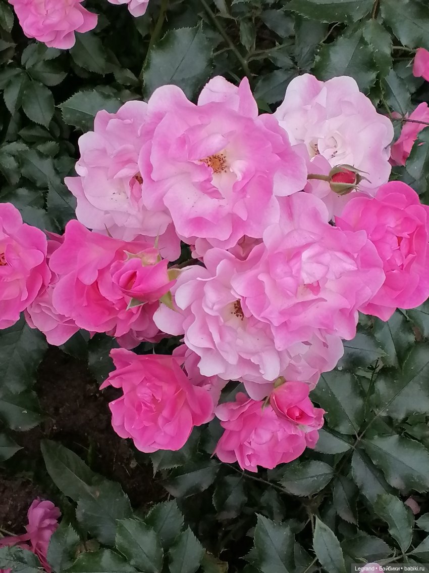 Санкт-Петербург: цветы в Таврическом саду