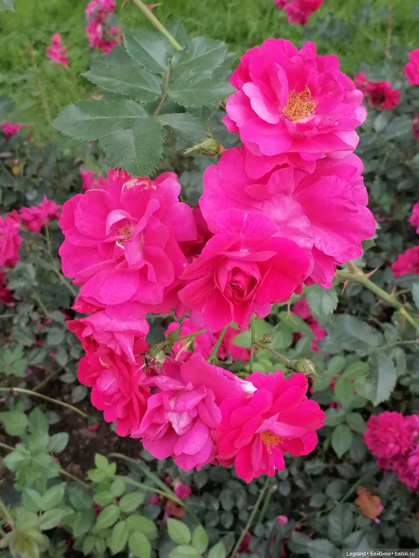 Санкт-Петербург: цветы в Таврическом саду