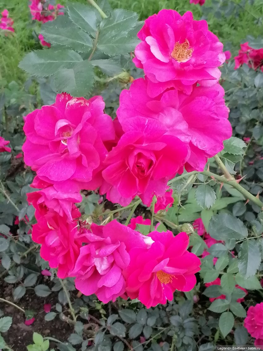 Санкт-Петербург: цветы в Таврическом саду