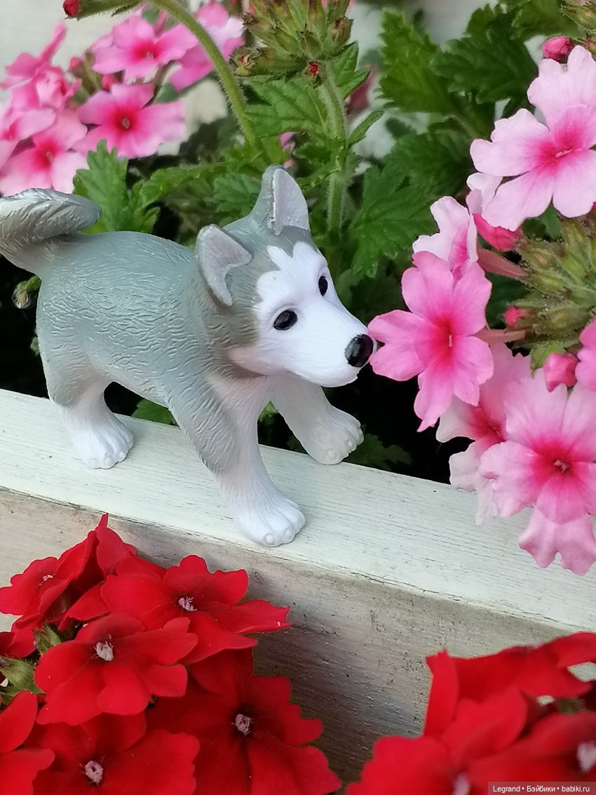 Лурения - Петербург: Милош и Абрикос на прогулке (фото 2)