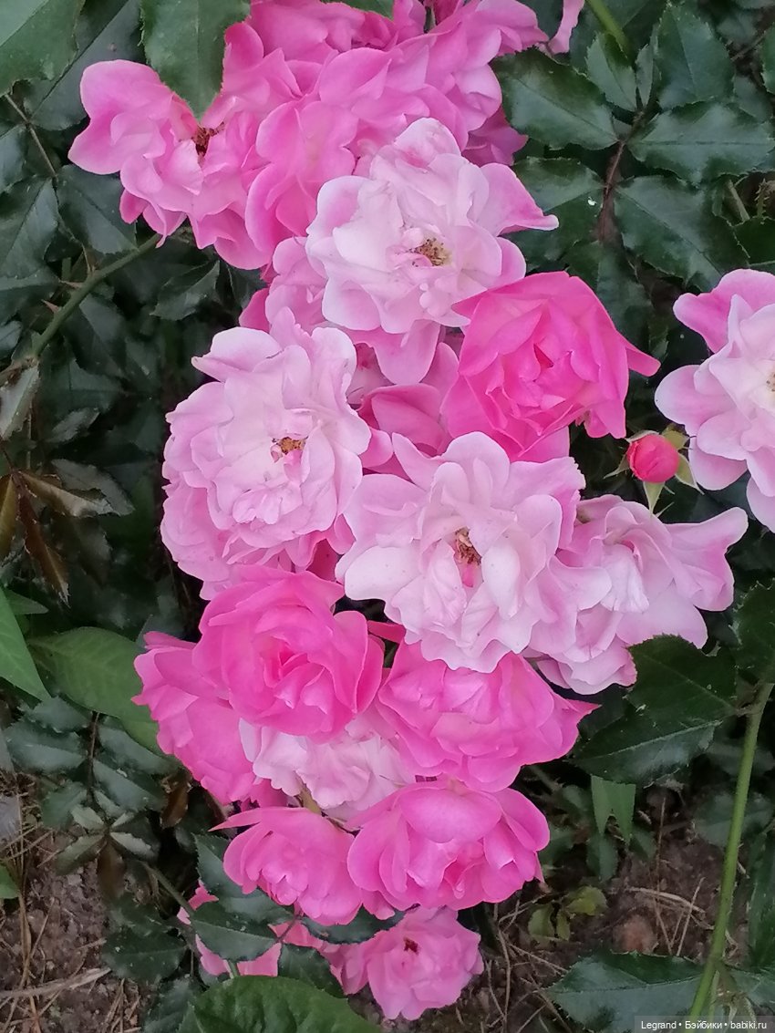 Санкт-Петербург: цветы в Таврическом саду