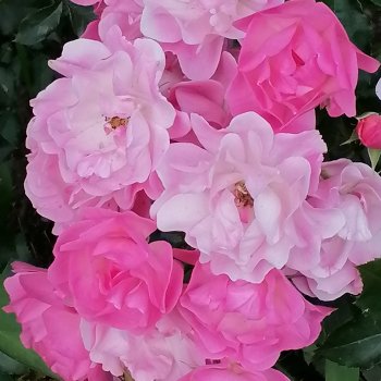 Санкт-Петербург: цветы в Таврическом саду