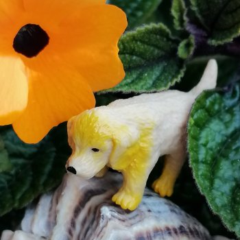 Лурения - Петербург: Милош и Абрикос на прогулке