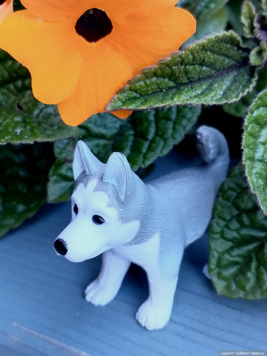 Лурения - Петербург: Милош и Абрикос на прогулке