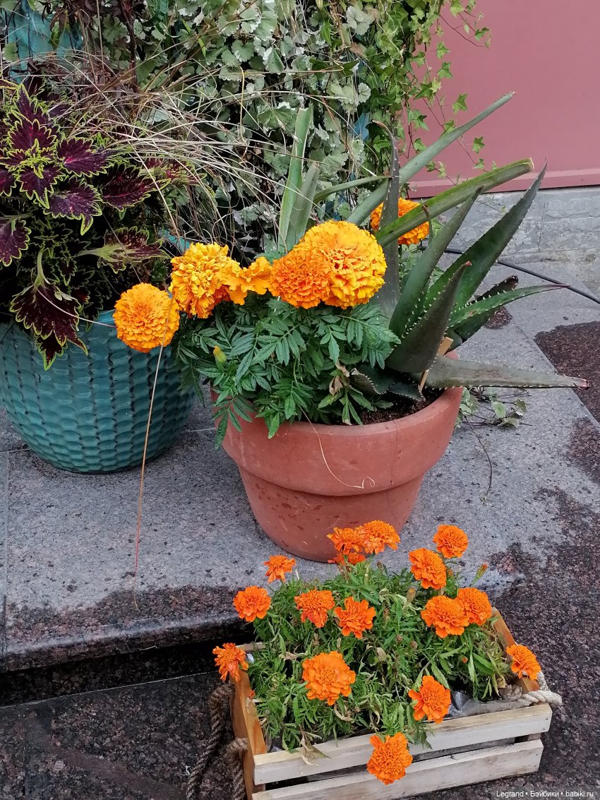 Санкт-Петербург: особняк И.К. Мясникова и немного Нектарина