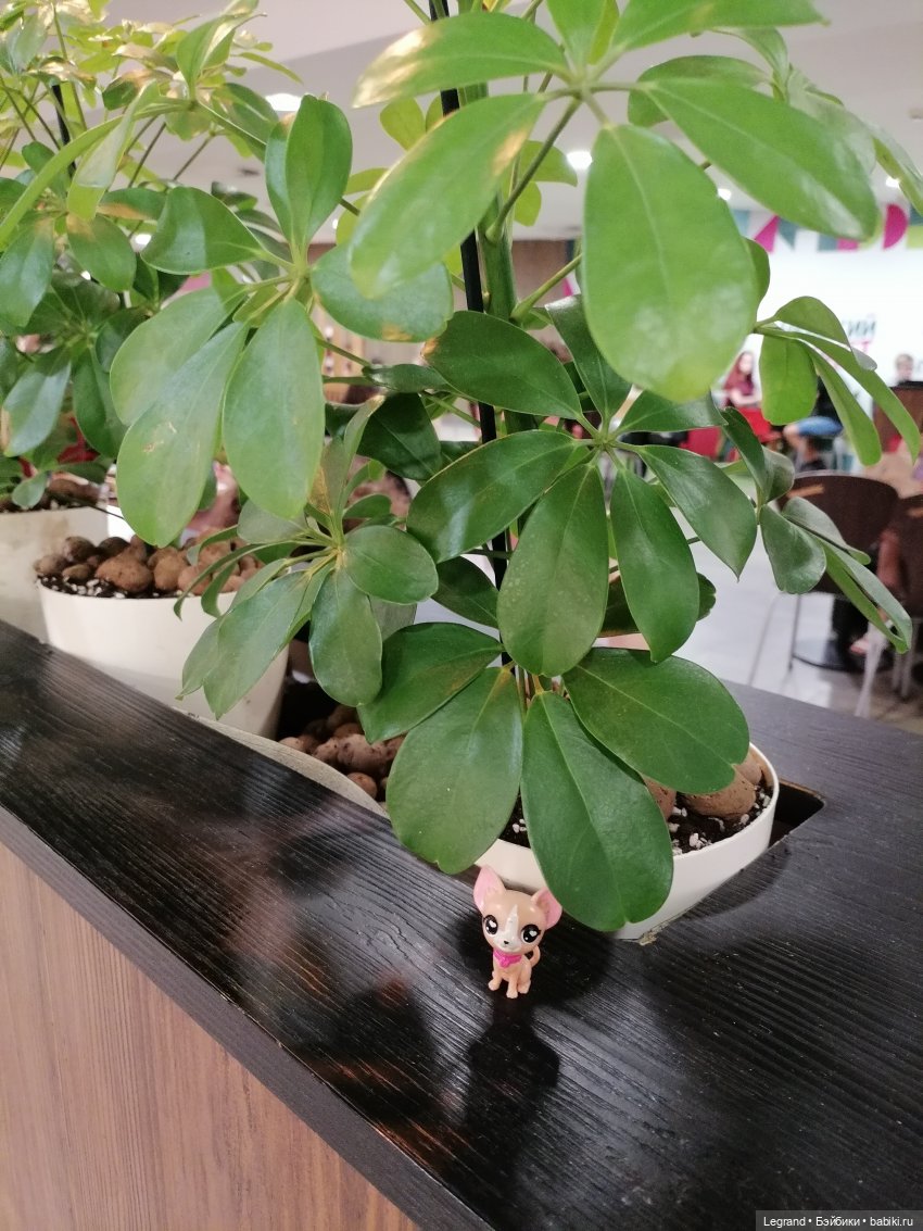 Санкт-Петербург: Ванилька в ТК "Невский Центр"