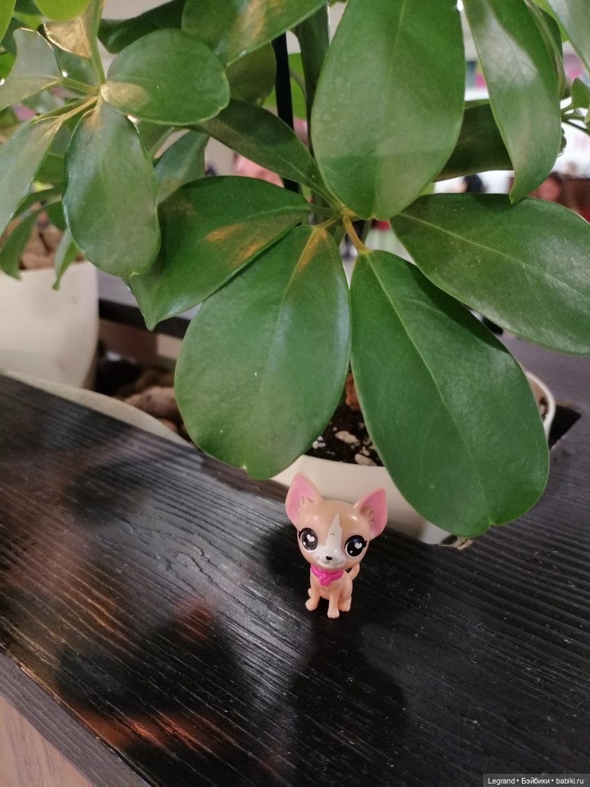 Санкт-Петербург: Ванилька в ТК "Невский Центр"