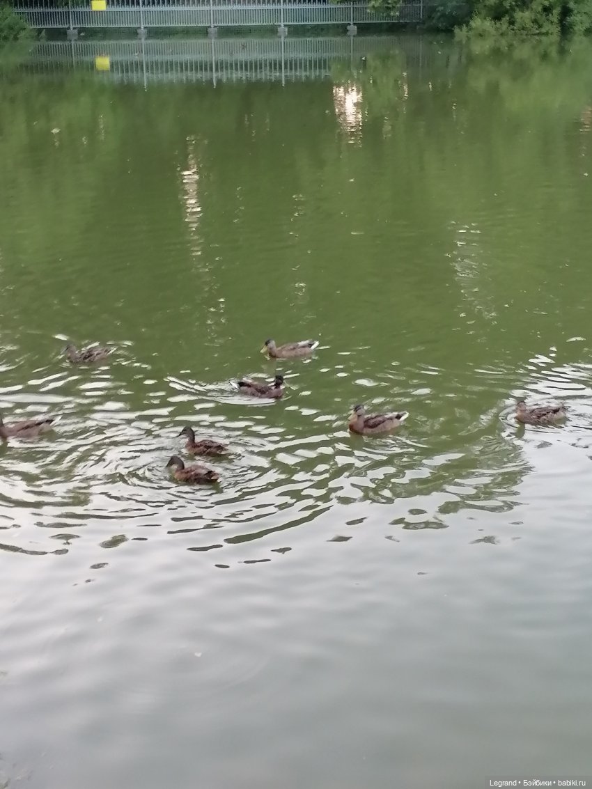 Санкт-Петербург: розы и утки в Таврическом саду