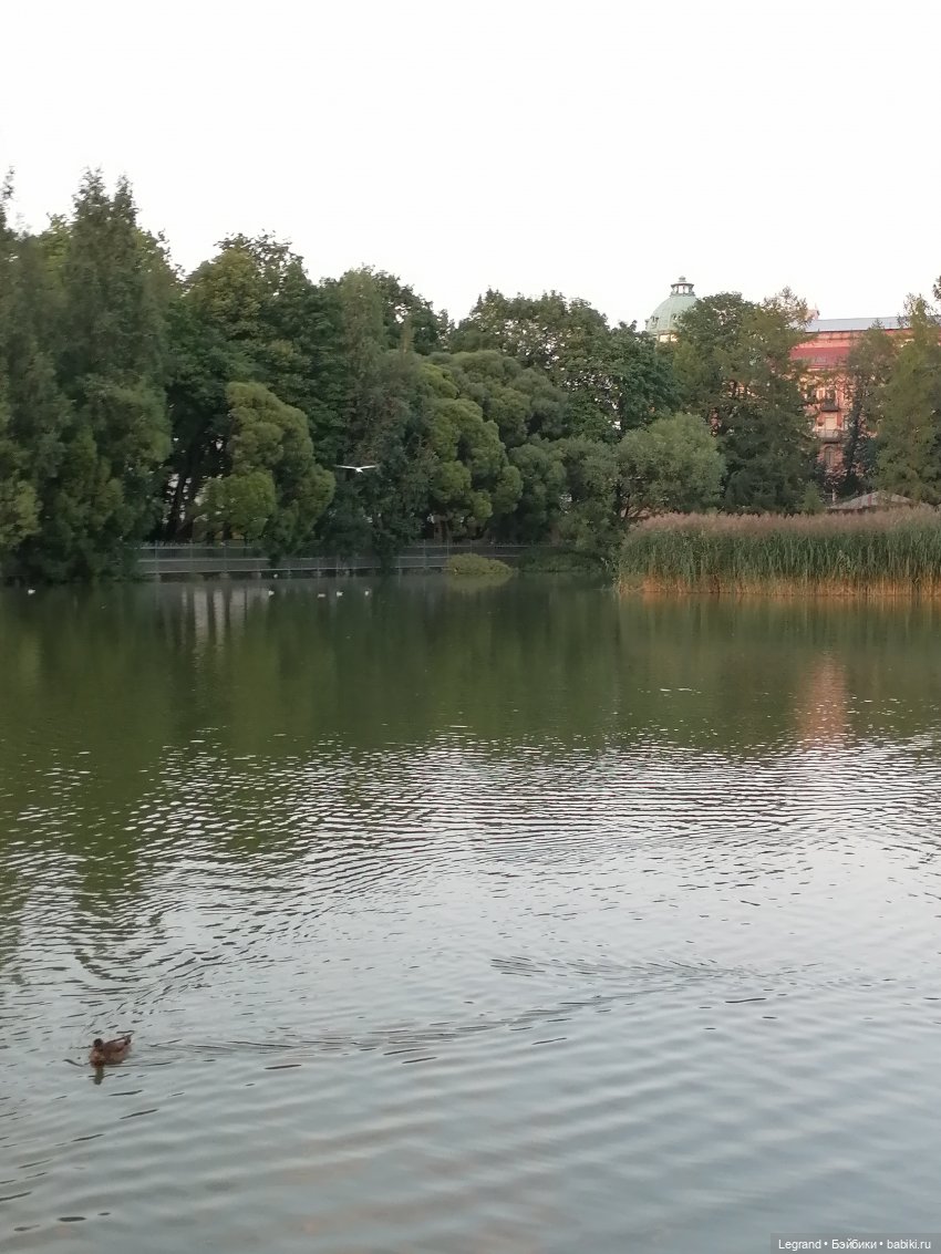 Санкт-Петербург: розы и утки в Таврическом саду
