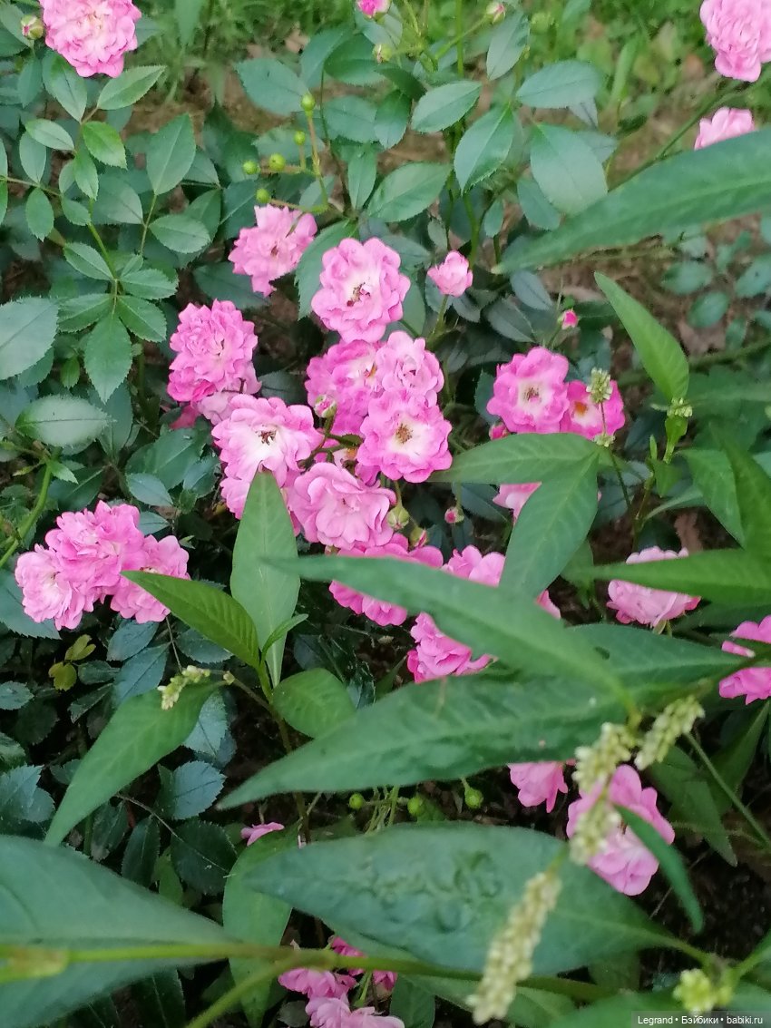 Санкт-Петербург: розы и утки в Таврическом саду