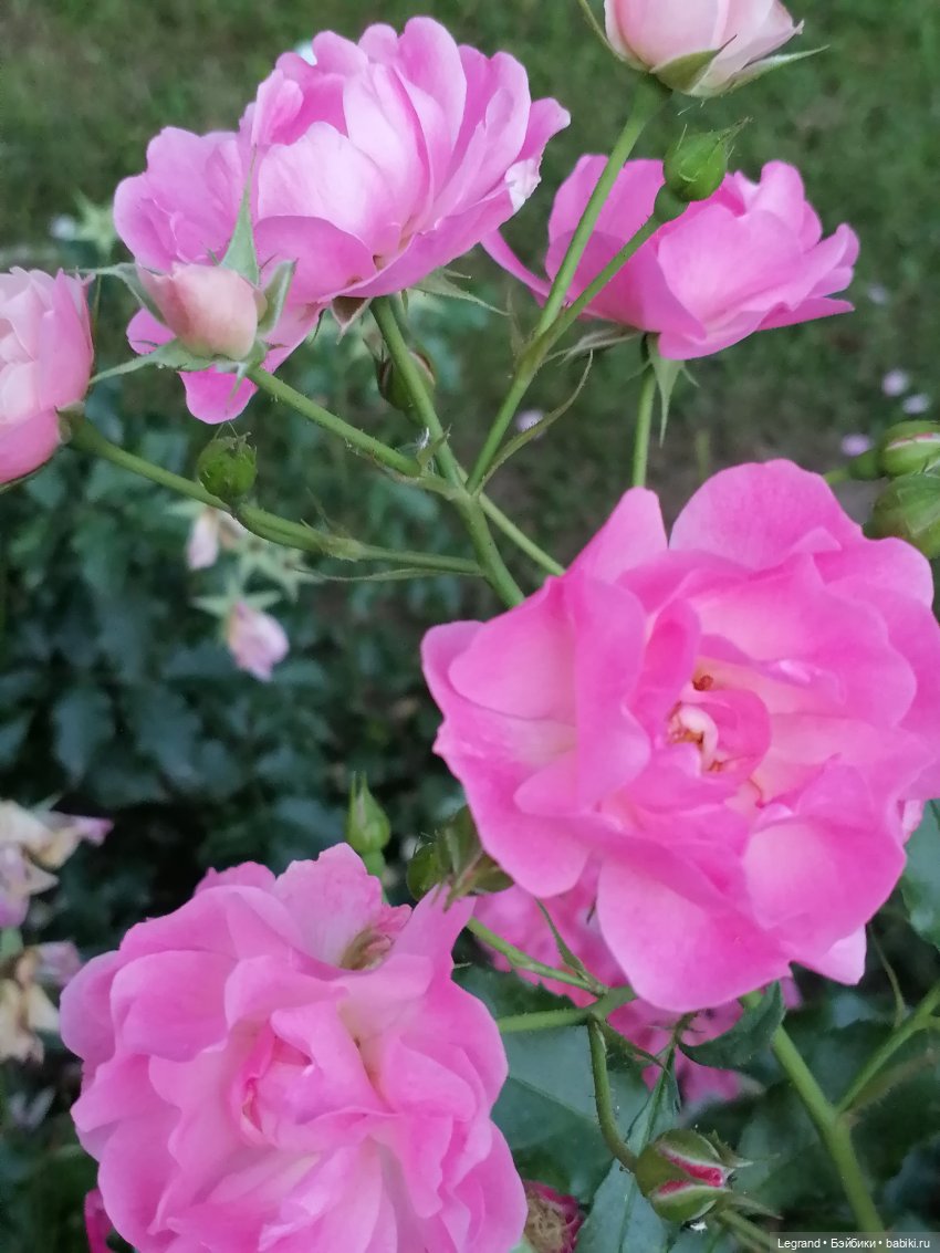 Санкт-Петербург: розы и утки в Таврическом саду