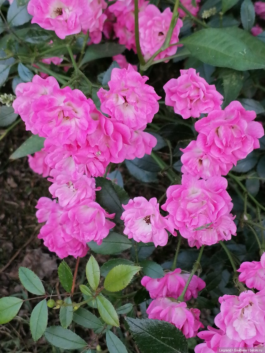 Санкт-Петербург: розы и утки в Таврическом саду (фото 9)