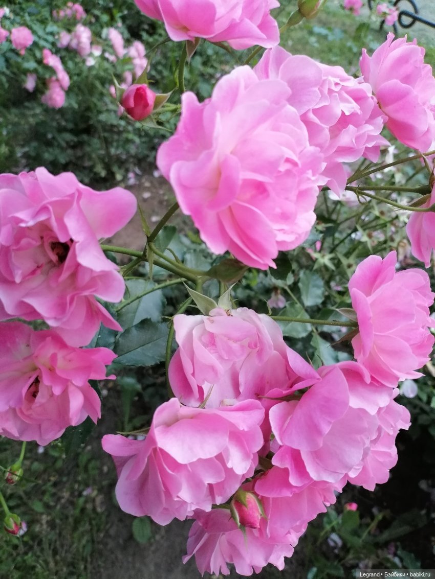 Санкт-Петербург: розы и утки в Таврическом саду