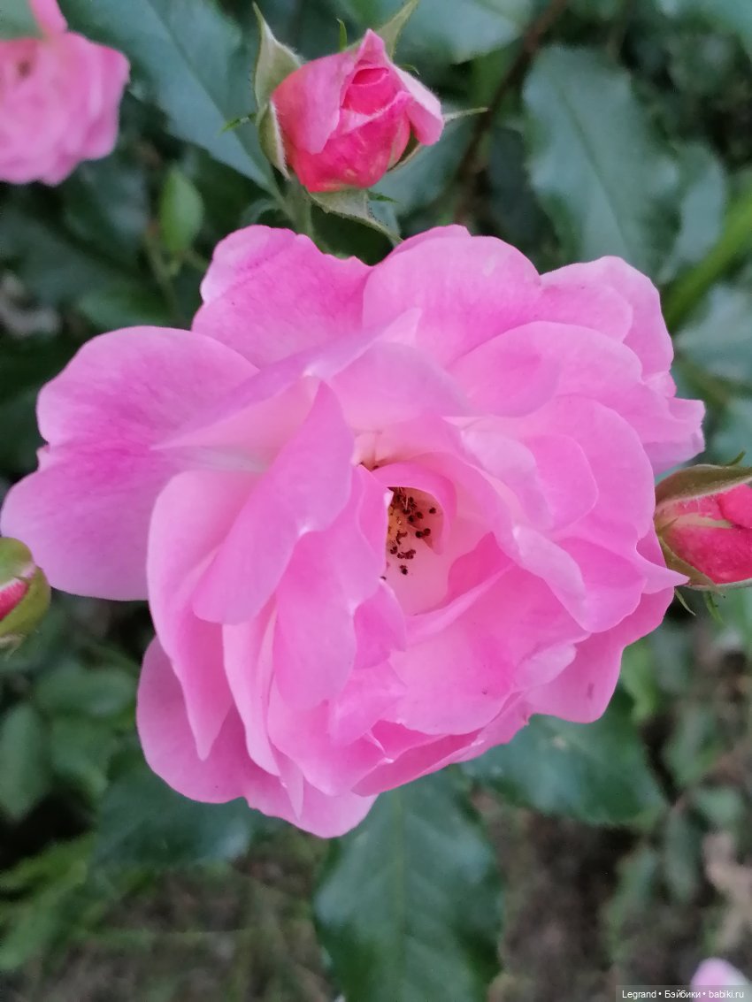 Санкт-Петербург: розы и утки в Таврическом саду