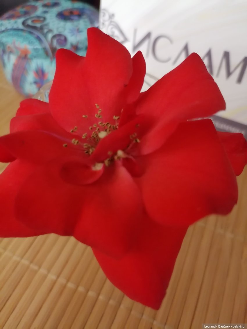 Санкт-Петербург: розы и утки в Таврическом саду