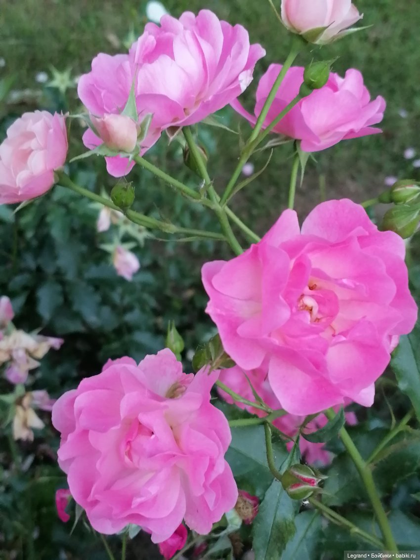 Санкт-Петербург: розы и утки в Таврическом саду