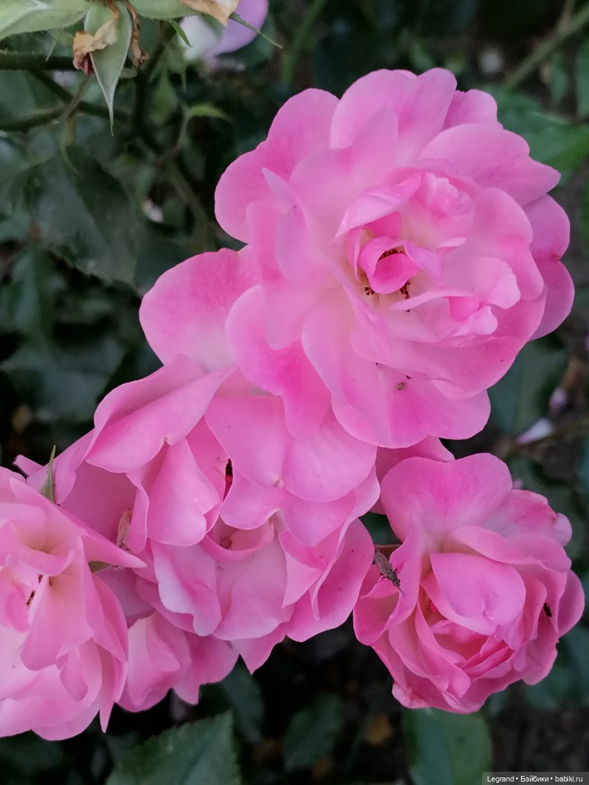 Санкт-Петербург: розы и утки в Таврическом саду