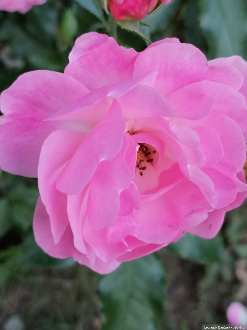 Санкт-Петербург: розы и утки в Таврическом саду