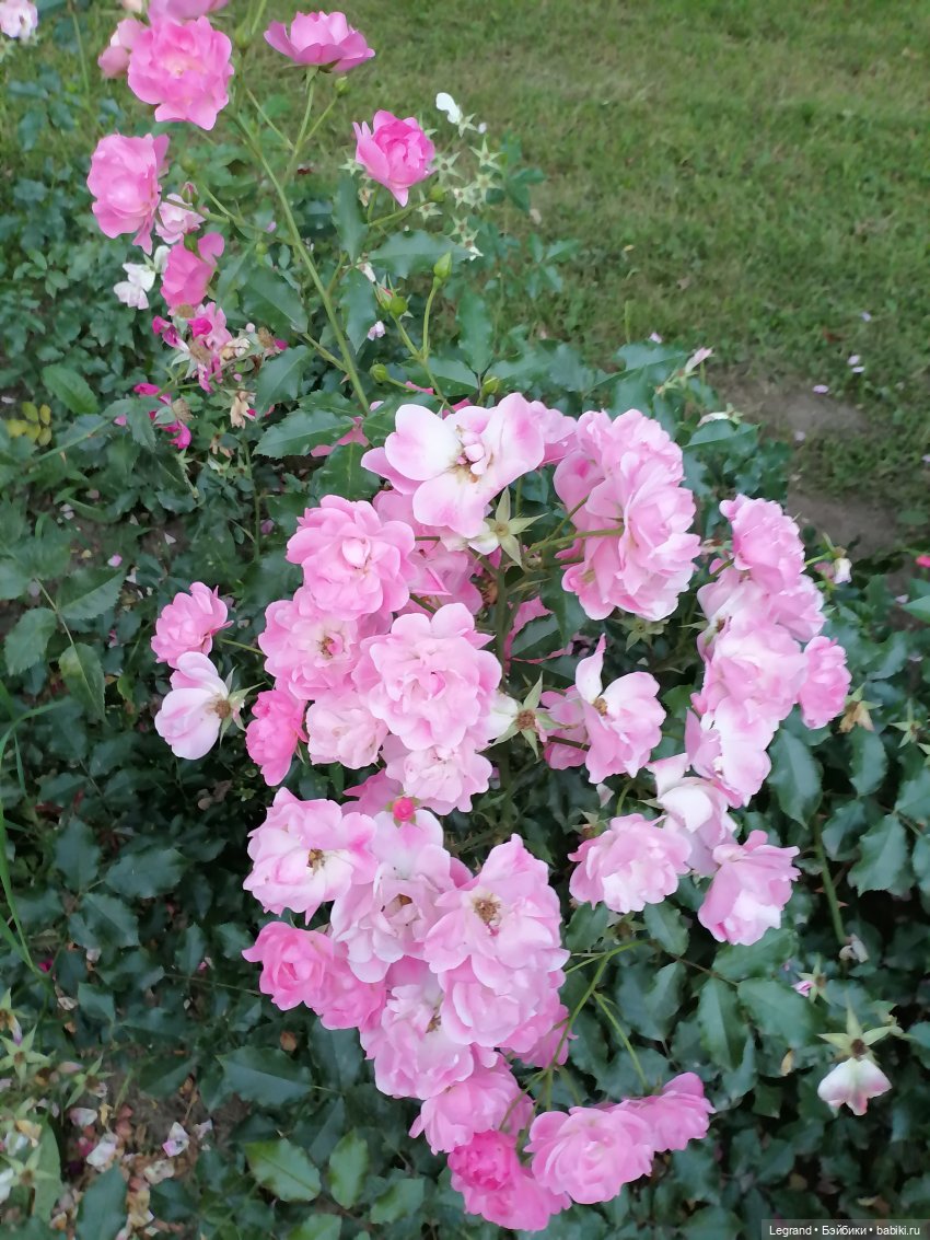 Санкт-Петербург: розы и утки в Таврическом саду