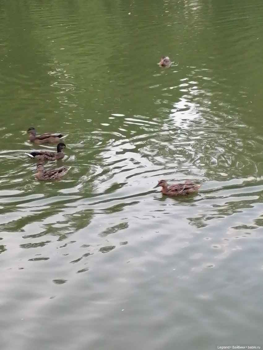 Санкт-Петербург: розы и утки в Таврическом саду