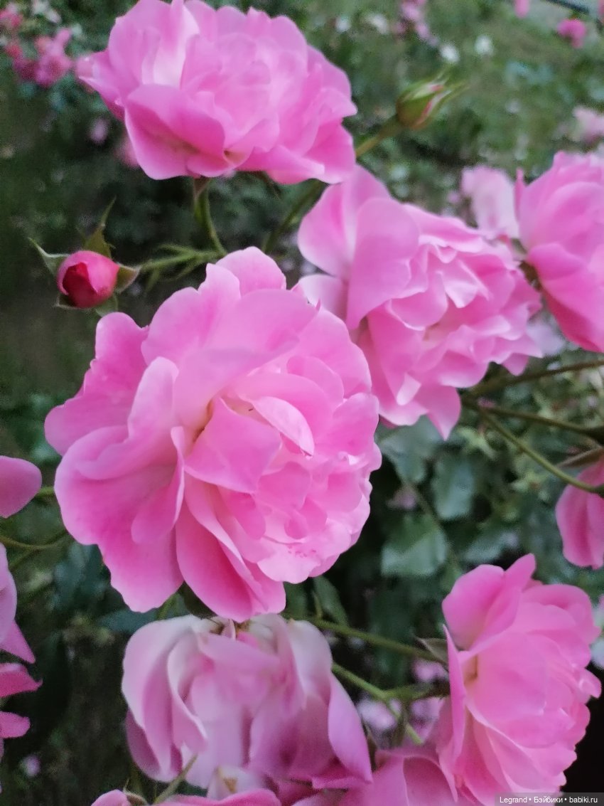 Санкт-Петербург: розы и утки в Таврическом саду