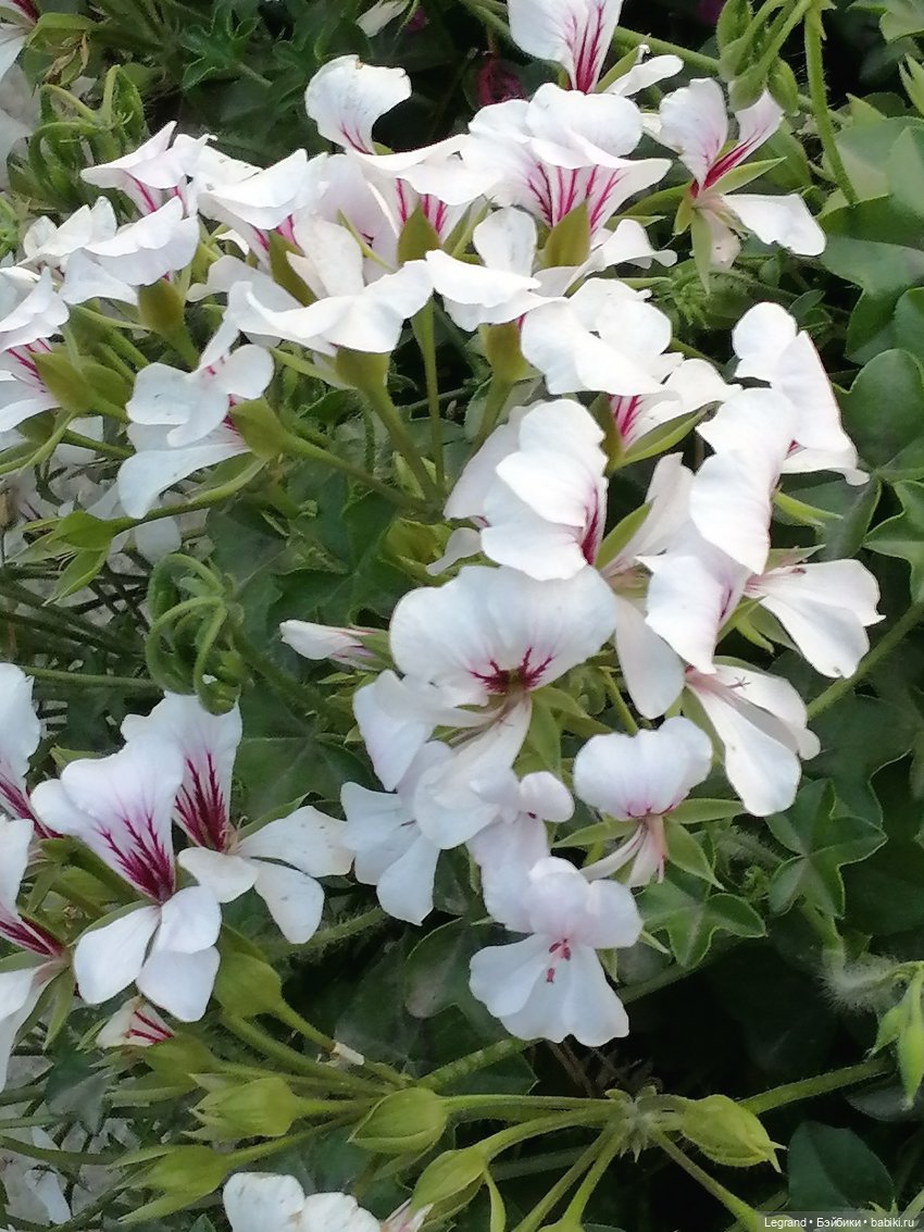 Санкт-Петербург: розы и утки в Таврическом саду (фото 4)