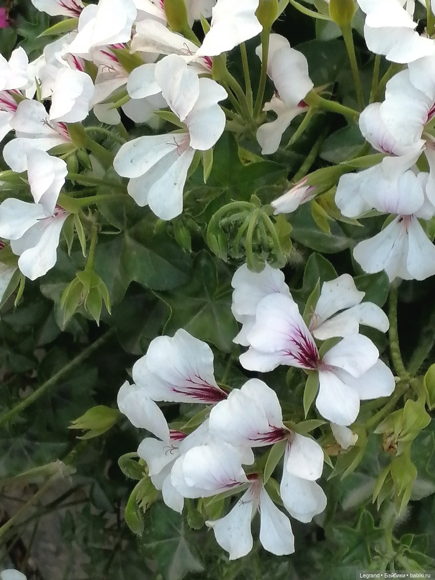 Санкт-Петербург: розы и утки в Таврическом саду (фото 5)