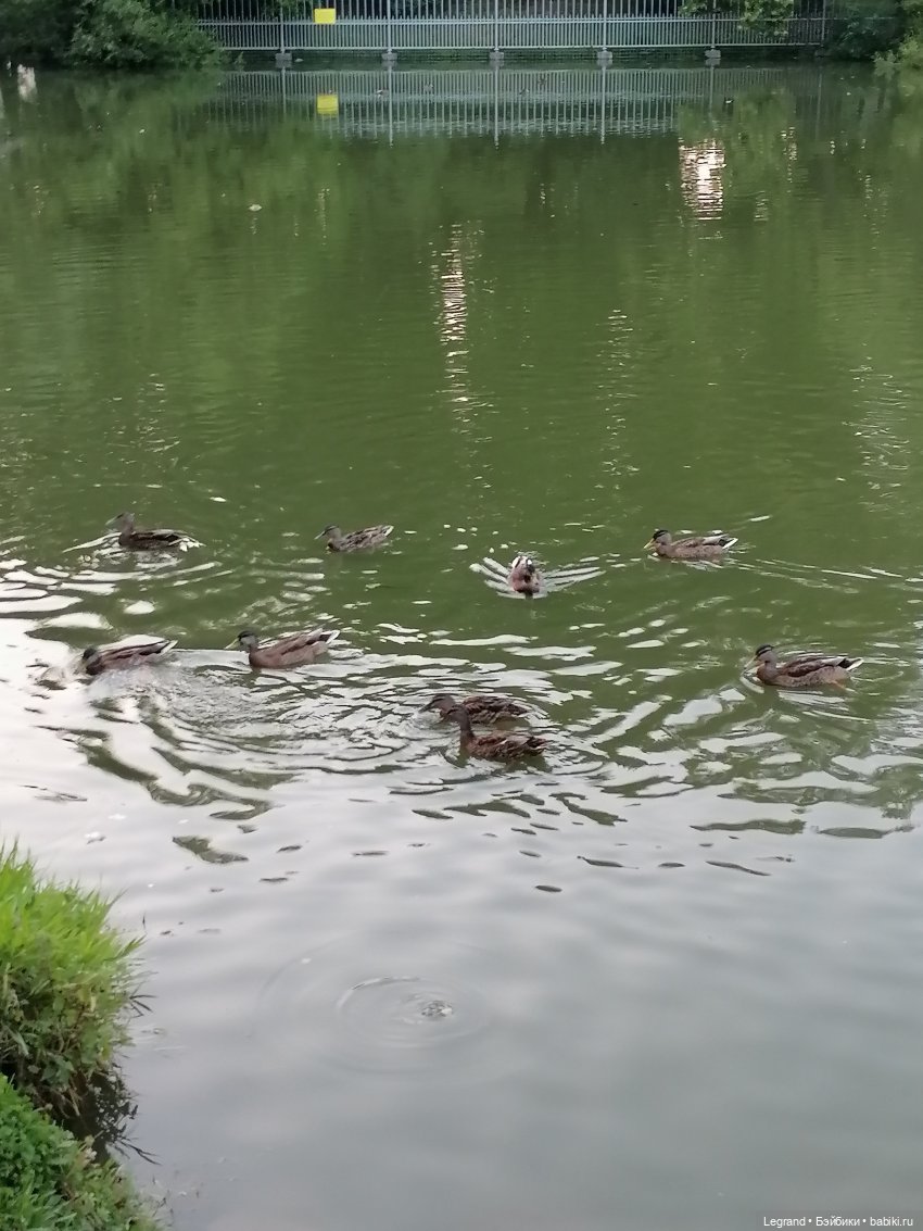 Санкт-Петербург: розы и утки в Таврическом саду