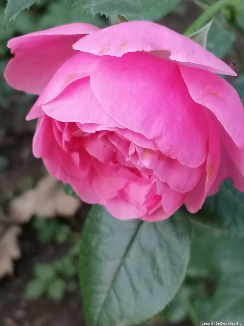 Санкт-Петербург: розы и утки в Таврическом саду