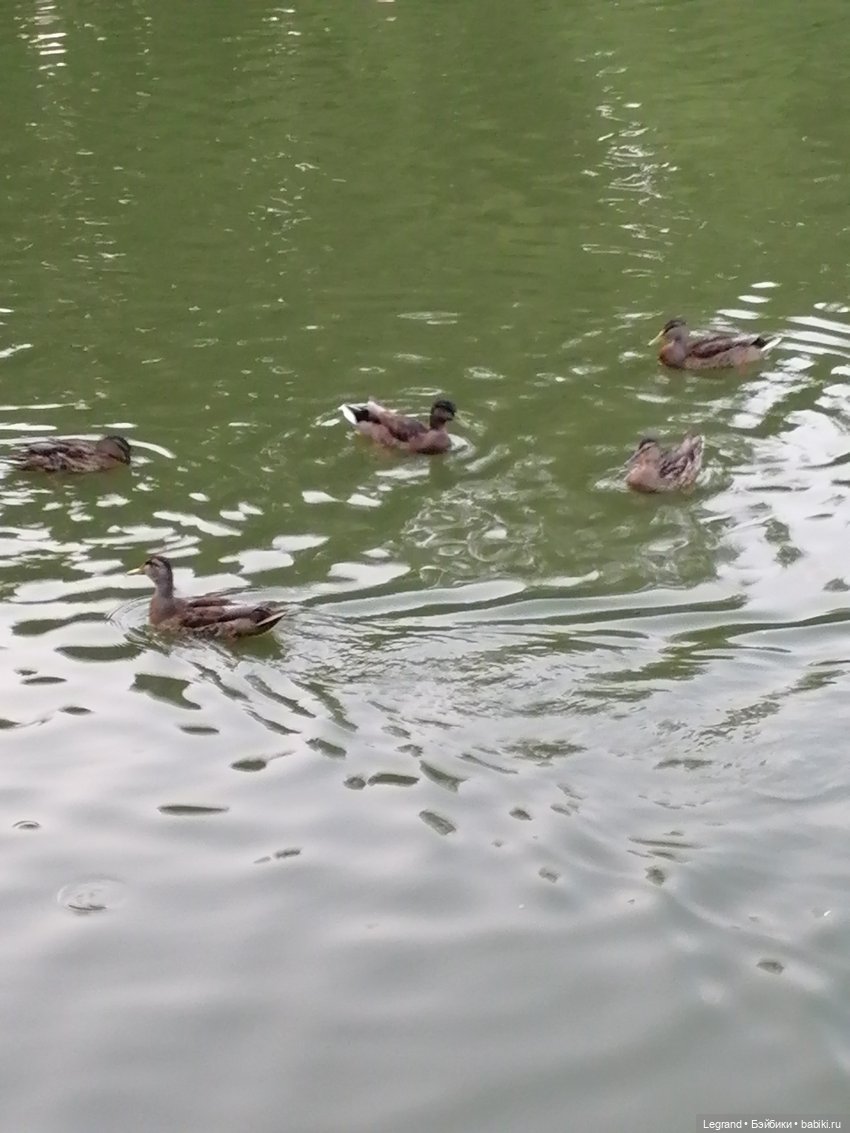 Санкт-Петербург: розы и утки в Таврическом саду